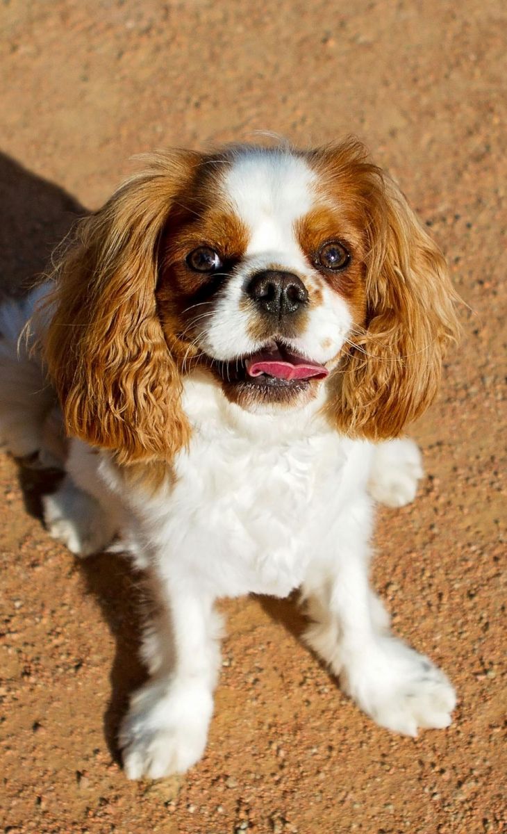 Small Cavalier King Charles Spaniel dog sitting on sandy ground, looking up with its tongue out.